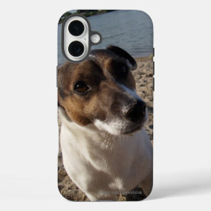 Capo von Oppenheim Jack Russell Terrier, Dog iPhone 16 Plus Case