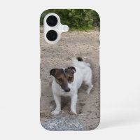 Capo von Oppenheim Jack Russell Terrier, Dog