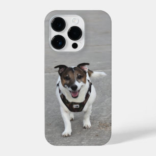 Capo von Oppenheim, Jack Russell Terrier Dog iPhone 14 Pro Case