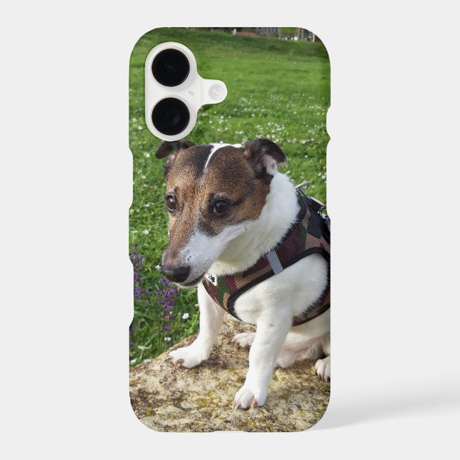 Capo von Oppenheim Jack Russell Terrier, Dog iPhone Case (Back)
