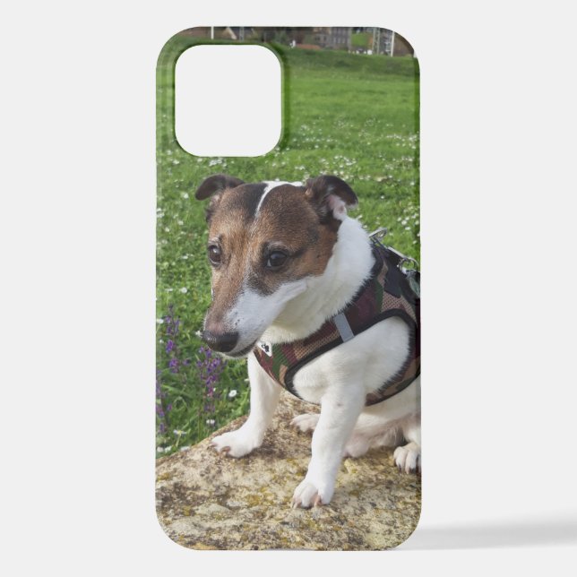 Capo von Oppenheim Jack Russell Terrier, Dog iPhone Case (Back)
