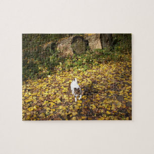 Capo von Oppenheim, Jack Russell Terrier Dog Jigsaw Puzzle