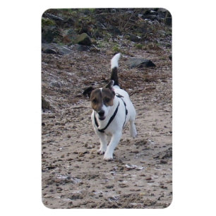 Capo von Oppenheim, Jack Russell Terrier Dog Magne Magnet