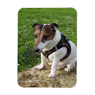 Capo von Oppenheim, Jack Russell Terrier Dog Magne Magnet