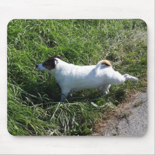 Capo von Oppenheim Jack Russell Terrier, Dog Mouse Pad