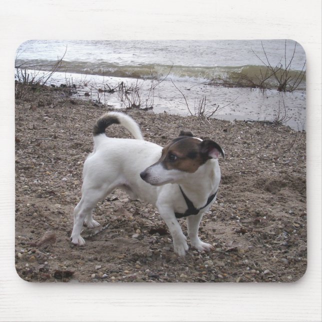 Capo von Oppenheim Jack Russell Terrier, Dog  Mouse Pad (Front)