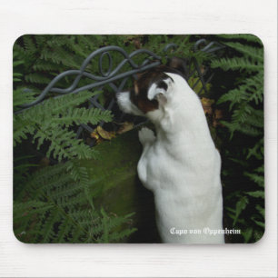 Capo von Oppenheim Jack Russell Terrier, Dog Mouse Pad