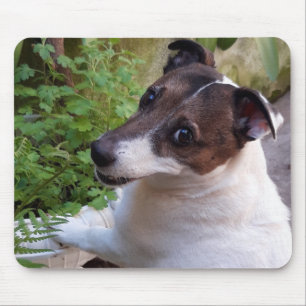 Capo von Oppenheim Jack Russell Terrier, Dog Mouse Pad