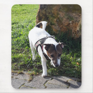 Capo von Oppenheim Jack Russell Terrier, Dog Mouse Pad