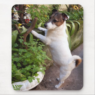 Capo von Oppenheim Jack Russell Terrier, Dog Mouse Pad
