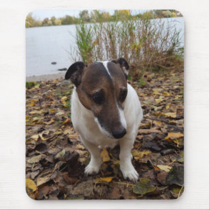 Capo von Oppenheim Jack Russell Terrier, Dog Mouse Pad