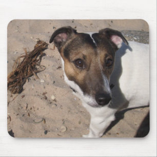 Capo von Oppenheim Jack Russell Terrier, Dog Mouse Pad