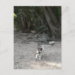 Capo von Oppenheim, Jack Russell Terrier Dog Postcard