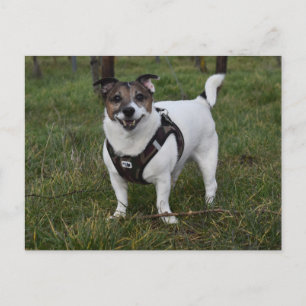 Capo von Oppenheim, Jack Russell Terrier Dog Postcard