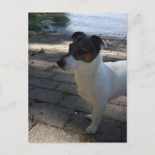 Capo von Oppenheim, Jack Russell Terrier Dog Postcard