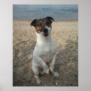 Capo von Oppenheim, Jack Russell Terrier dog Poster