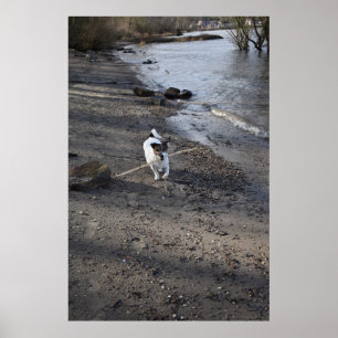 Capo von Oppenheim, Jack Russell Terrier dog Poster