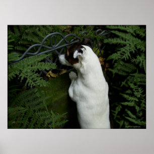 Capo von Oppenheim, Jack Russell Terrier dog Poster