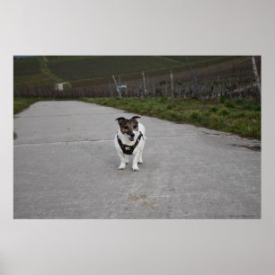 Capo von Oppenheim, Jack Russell Terrier dog Poster