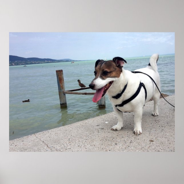 Capo von Oppenheim, Jack Russell Terrier Dog Poster (Front)