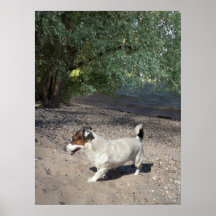 Capo von Oppenheim, Jack Russell Terrier dog