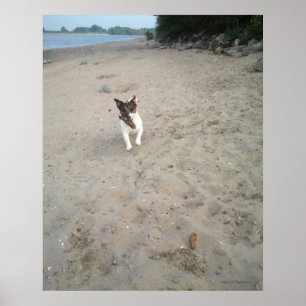 Capo von Oppenheim, Jack Russell Terrier dog Poster