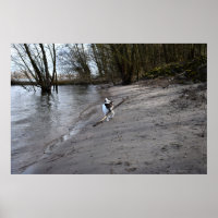Capo von Oppenheim, Jack Russell Terrier Dog