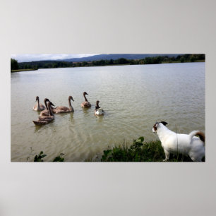 Capo von Oppenheim, Jack Russell Terrier Dog Poster