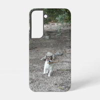 Capo von Oppenheim, Jack Russell Terrier Dog