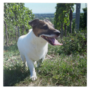 Capo von Oppenheim Jack Russell Terrier, Dog Tile