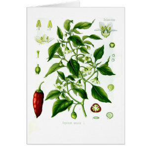 Capsicum annuum (cayenne pepper)