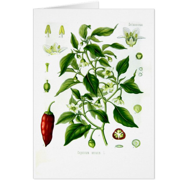 Capsicum annuum (cayenne pepper) (Front)
