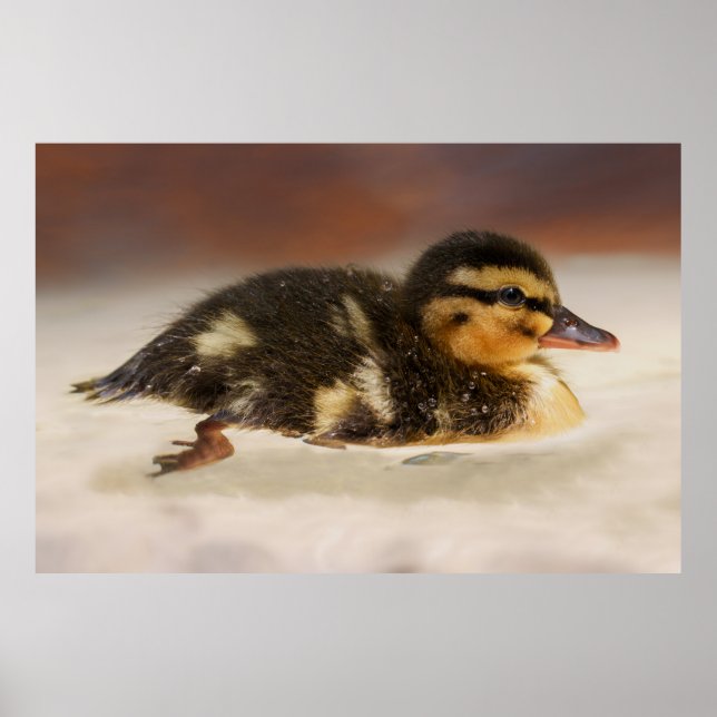Captivating Close-Up of a Wet Duckling Poster (Front)