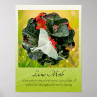 Captivating Luna Moth