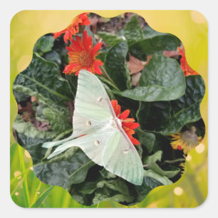 Captivating Luna Moth      Square Sticker
