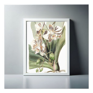 Captivating Moth Orchid: Delicate Petals Photo Print