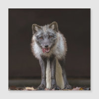 Captivating Silver Fox