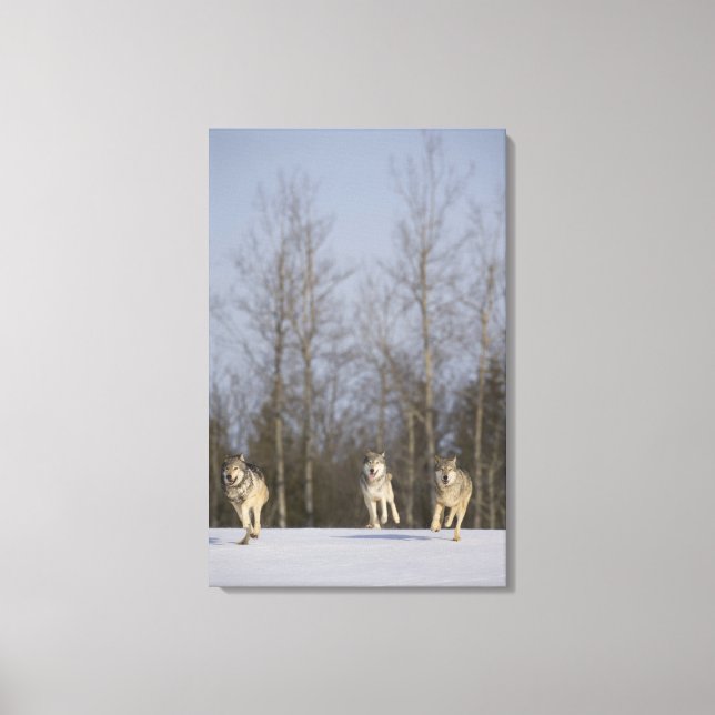 Captive, Duluth, Minnesota, USA 2 Canvas Print (Front)