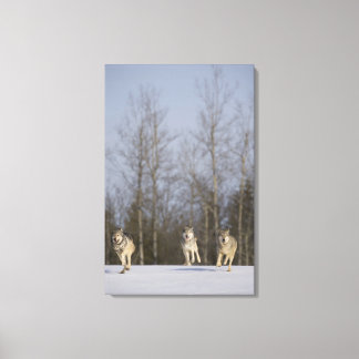 Captive, Duluth, Minnesota, USA 2 Canvas Print
