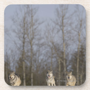 Captive, Duluth, Minnesota, USA 2 Coaster