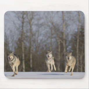 Captive, Duluth, Minnesota, USA 2 Mouse Pad