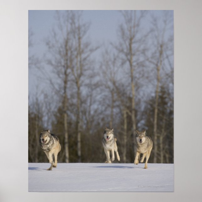 Captive, Duluth, Minnesota, USA 2 Poster (Front)