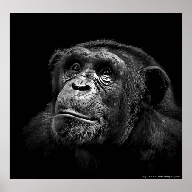 "Captive Exposure" Wildlife Chimp Artwork Portrait Poster (Front)