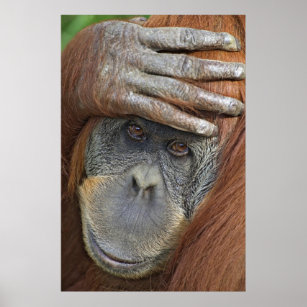 Captive female Sumatran Orangutan Poster