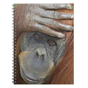 Captive female Sumatran Orangutan Spiral Notebook