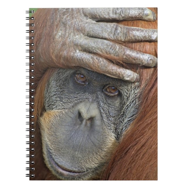 Captive female Sumatran Orangutan Spiral Notebook (Front)