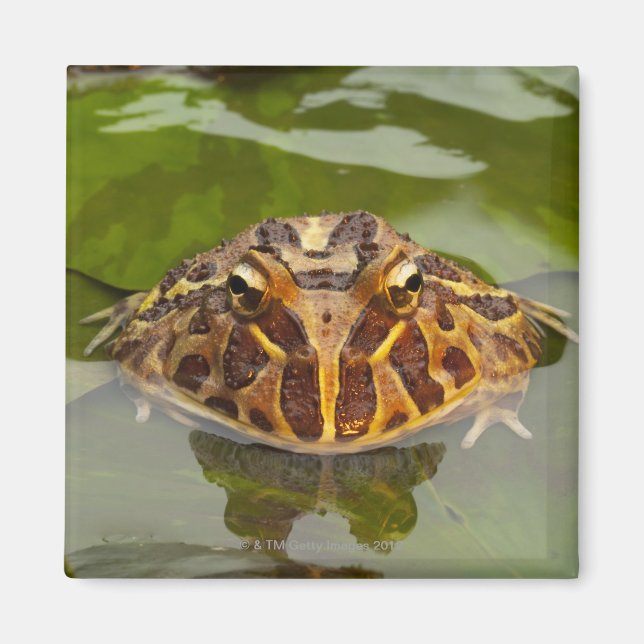 Captive, Nebraska, USA Magnet (Front)