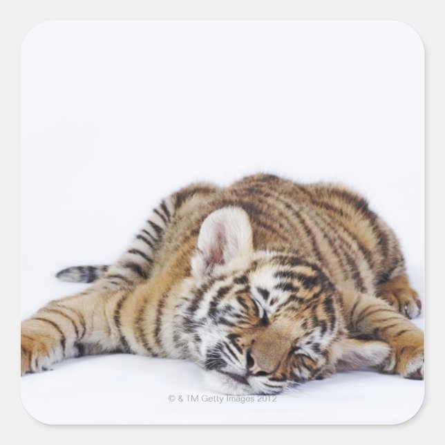 Captive, South Africa 3 Square Sticker (Front)