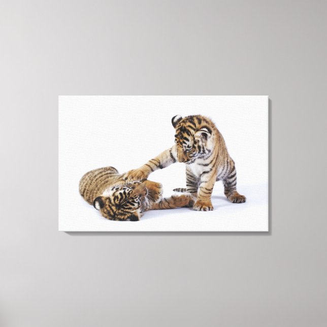 Captive, South Africa Canvas Print (Front)