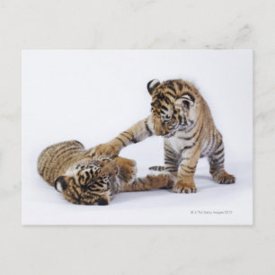 Captive, South Africa Postcard